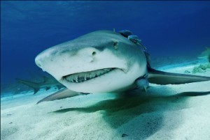 world ocean day