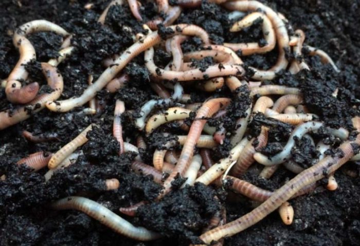 compostwormen compost