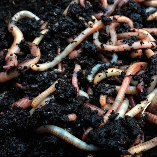 compostwormen