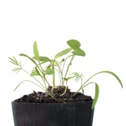 zaadbom bloemenbom gift