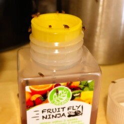 fruitvliegjes vangen met de fruitfly ninja in de keuken