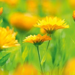 weleda calendula