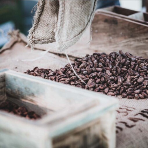 de chocolatemakers cacaobonen