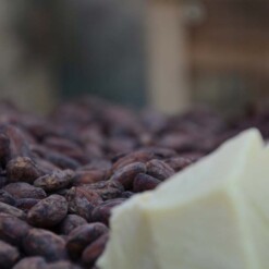 de chocolatemakers cacaobonen