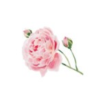 weleda deodorant in glazen fles wilde rozen