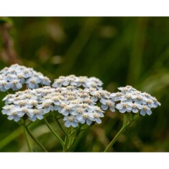 wilder land kruidenthee duizendblad