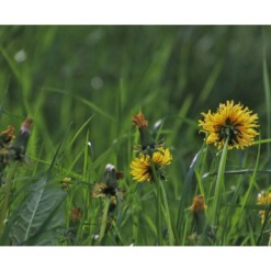 wilder land kruidenthee paardenbloem