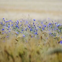 wilder land kruidenthee korenbloem