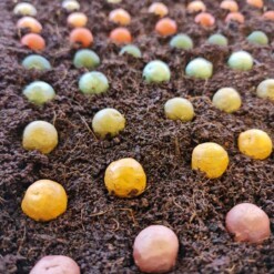 blossombs bloembommetjes zaadbommen