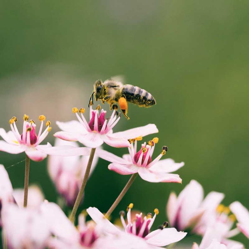blossombs bloembommetjes zaadbommen