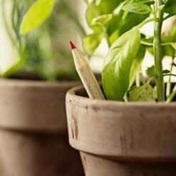 sprout bloeipotlood basil