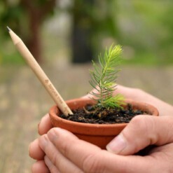 sprout bloeipotlood denneboom