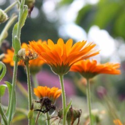 werfzeep calendulazeep