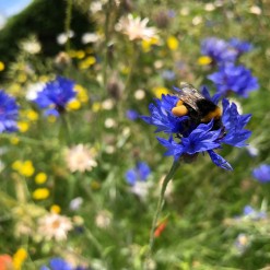 hommel biologische bloemenzaden