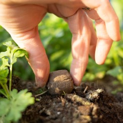 zaadbom planten