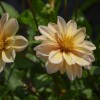 Dahlia - Apricot