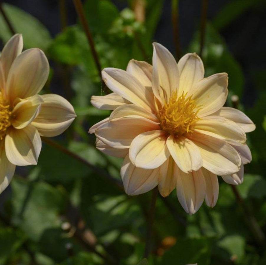 Natural-bulbs-biologische-dahlia-apricot