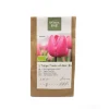 Tulp Tineke vd Meer
