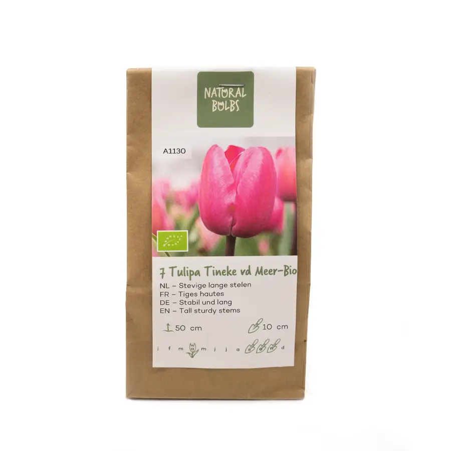 Biologische bloembollen tulp tineke vd meer