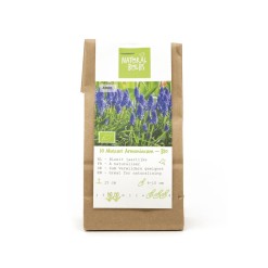 Natural-bulbs-biologische-bloembollen-blauwe-druif