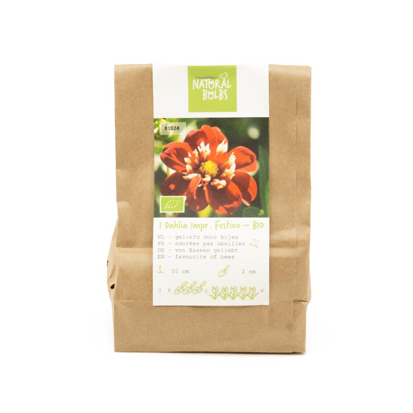Natural-bulbs-biologische-dahlia-festivo