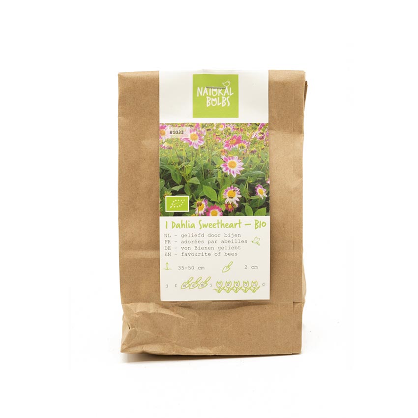 Natural-bulbs-biologische-dahlia-sweetheart