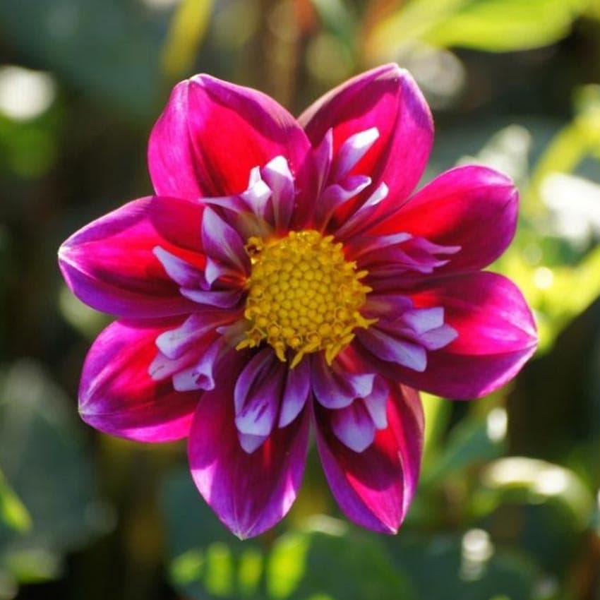 Natural-bulbs-dahlia-biologische-fantastico