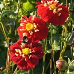 Natural-bulbs-dahlia-biologische-festivo