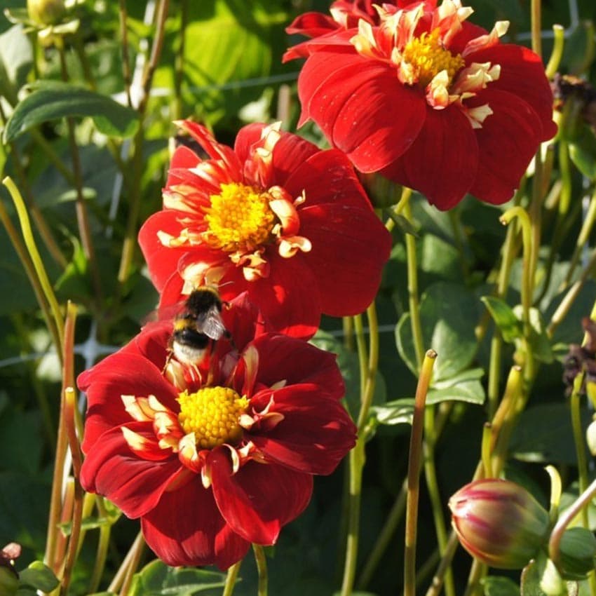 Natural-bulbs-dahlia-biologische-festivo