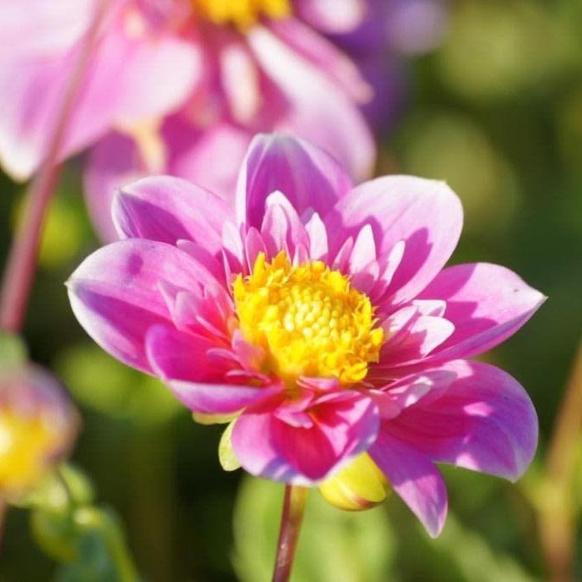 Natural-bulbs-dahlia-biologische-hartenaas