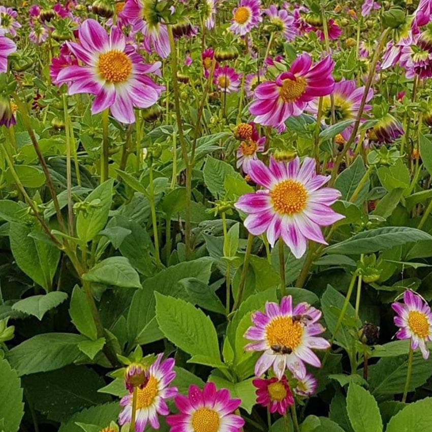 Natural-bulbs-dahlia-biologische-sweetheart