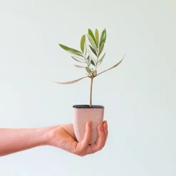 olijfboompje cadeau geven via de brievenbus