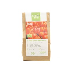 Biologische-bloembollen-tulp-apricot