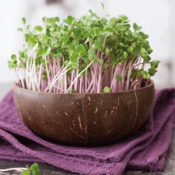 Grow-Grow-Nut-Kiemset-biologisch
