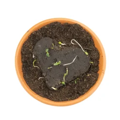BLOOM Flower Heart Zaden
