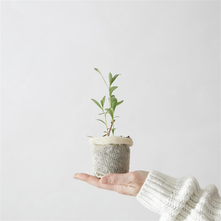 Wool Pot - kweekpotje met zaden