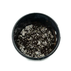 rotterzwam growkit oesterzwammen emmer