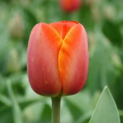 rood gele tulpen Tulipa Ad Rem BIO